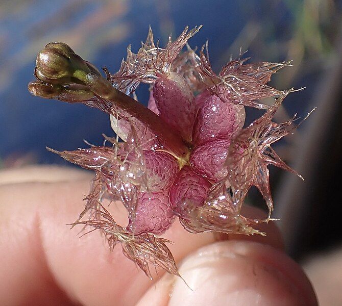 File:Utricularia stellaris 162654924.jpg