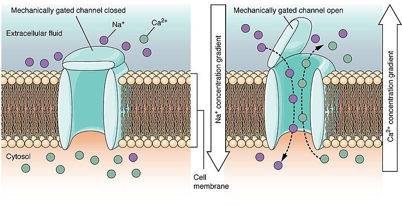 File:1217 Mechanically-gated Channels-02.jpg