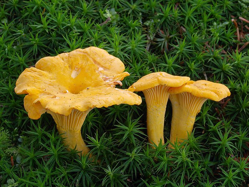 File:2007-07-14 Cantharellus cibarius.jpg