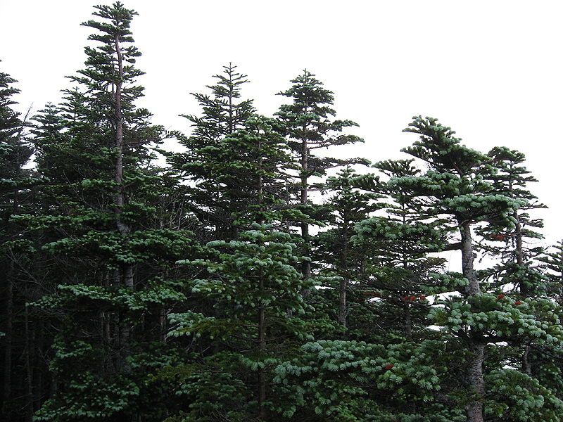 File:Abies mariesii 01.jpg