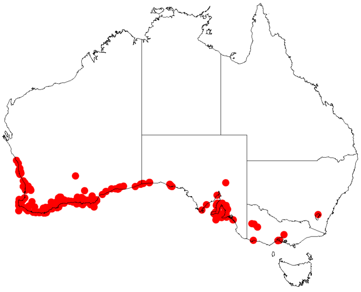 File:Acacia cyclopsDistMap249.png