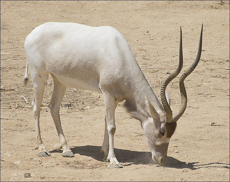 File:Addax-Jerusalem-Biblical-Zoo-IZE-481b.jpg