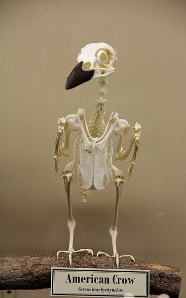 File:American Crow skeleton.jpg