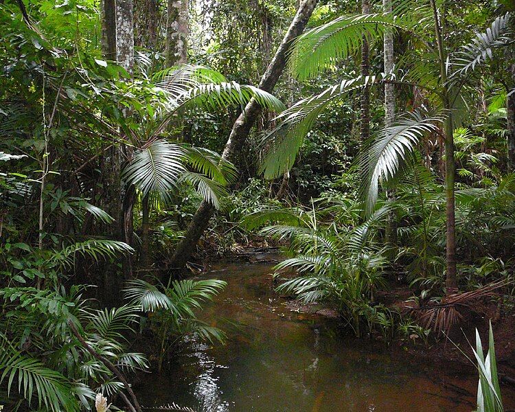 File:Archontopheonix-alexandrae-littoral-rainforest.jpg