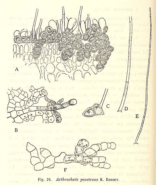 File:Arthrochaete penetrans.jpg