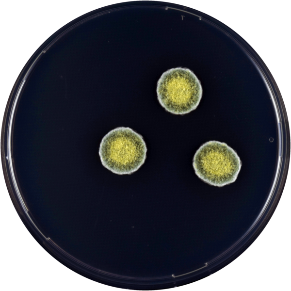 File:Aspergillus halophilicus cya.png