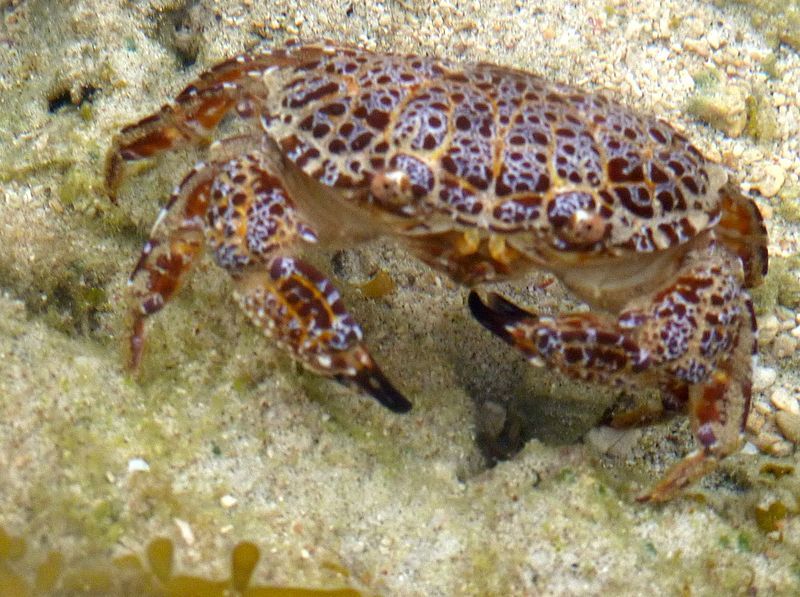 File:Atauro crab.jpg