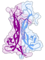 Brain-derived neurotrophic factor Source: 1B8M.