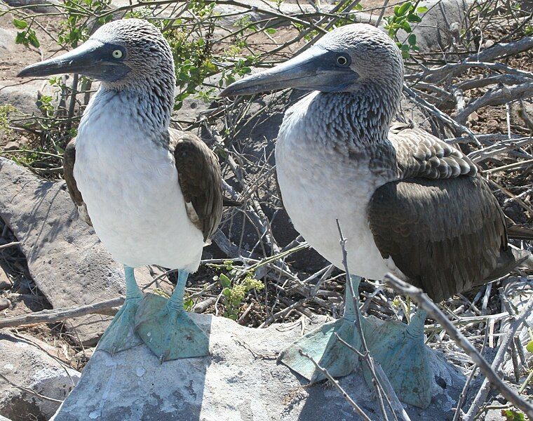 File:Blue-footed Booby Comparison.jpg