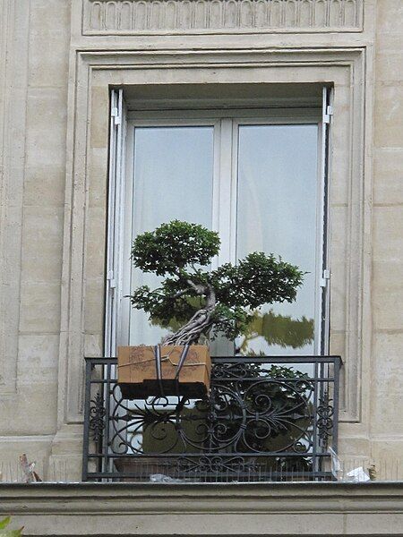 File:Bonsai on window.jpg