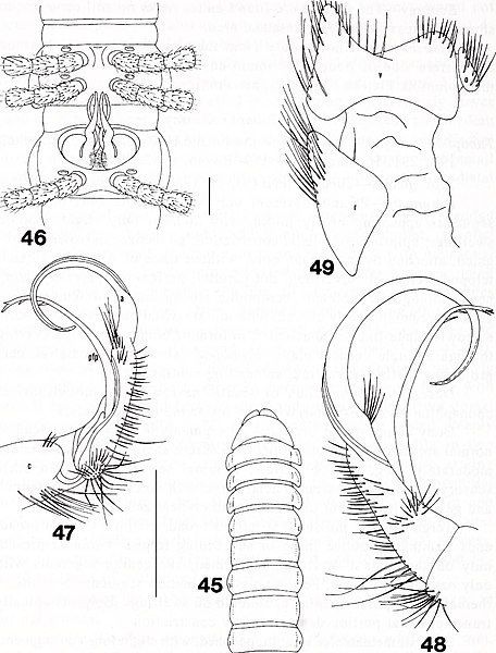 File:Brimleyana (1994) (20406824082).jpg