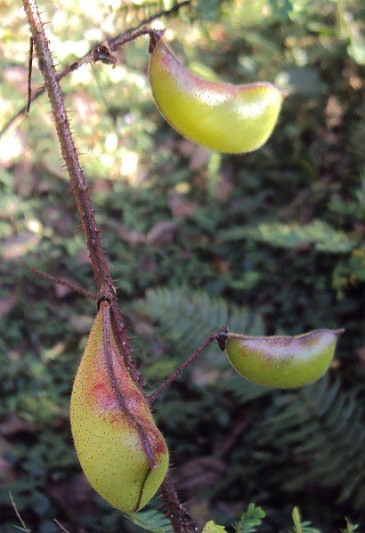 File:Caesalpinia mimosoides 04.JPG