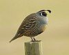 California quail