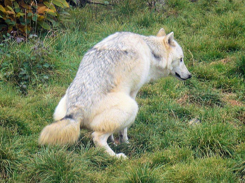 File:Canis lupus (1855281790).jpg