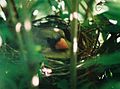 Female Cardinal on her nest.