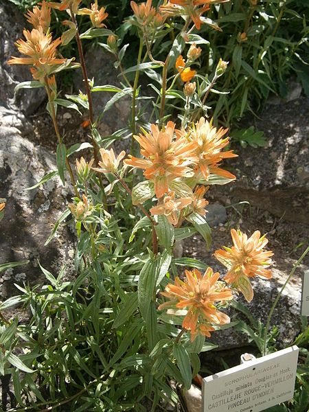 File:Castilleja miniata 01.jpg