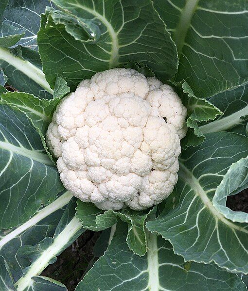 File:Cauliflower2.jpg