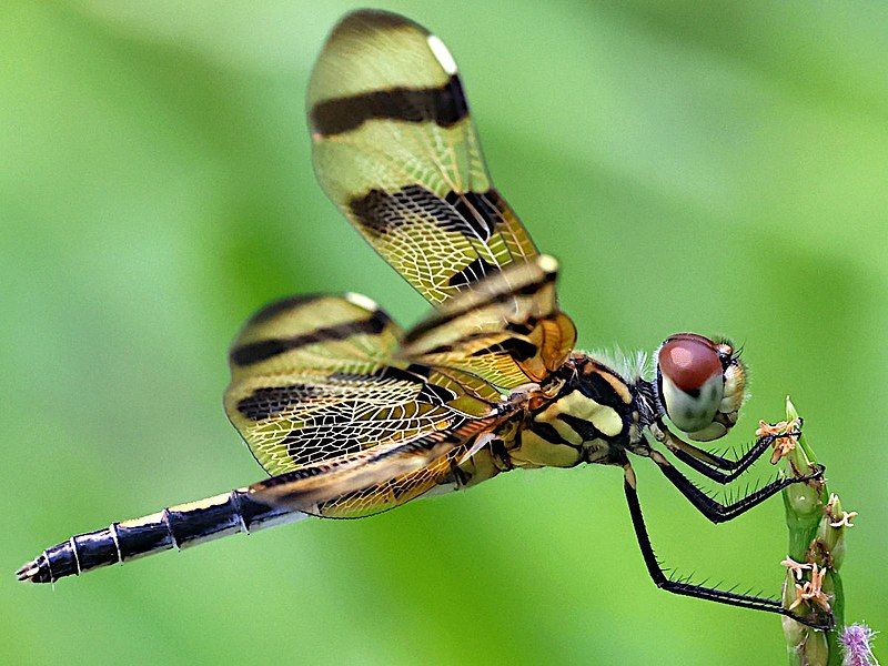 File:Celithemis eponina-female lateral.jpg