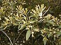 Specimen flowering in Royal Botanic Garden, Madrid