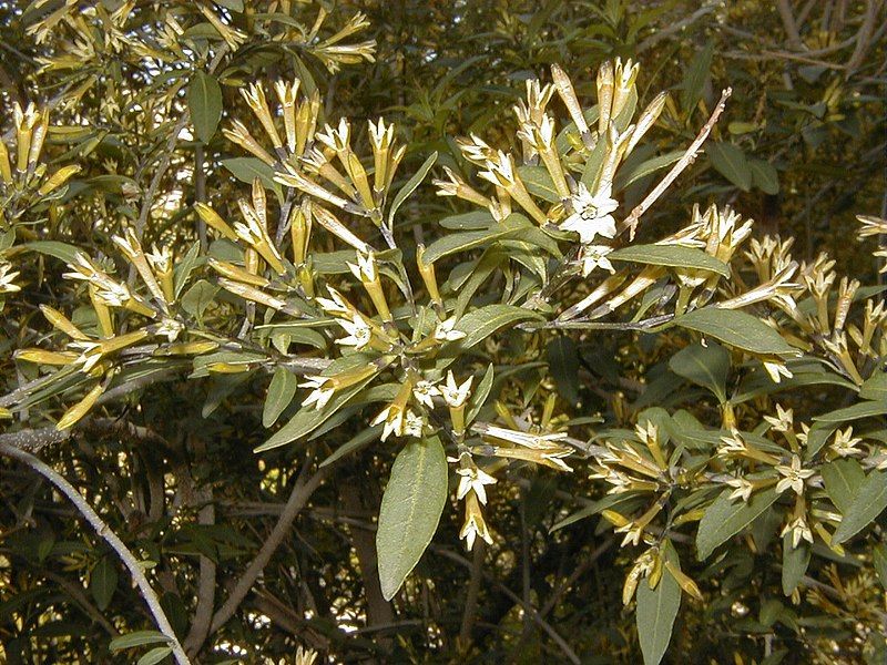 File:Cestrum parqui 2.jpg