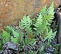 Cheilanthes covillei