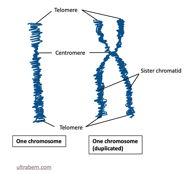 File:Chromosome structure.png