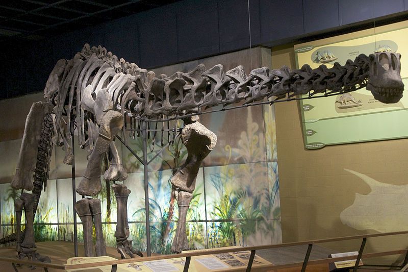 File:Cleveland Museum Haplocanthosaurus.jpg