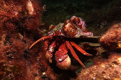 Hermit crab beneath Edithburgh jetty