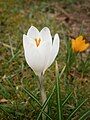 Crocus 'Jeanne d'Arc'