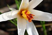 Flowersof Crocus fleischeri