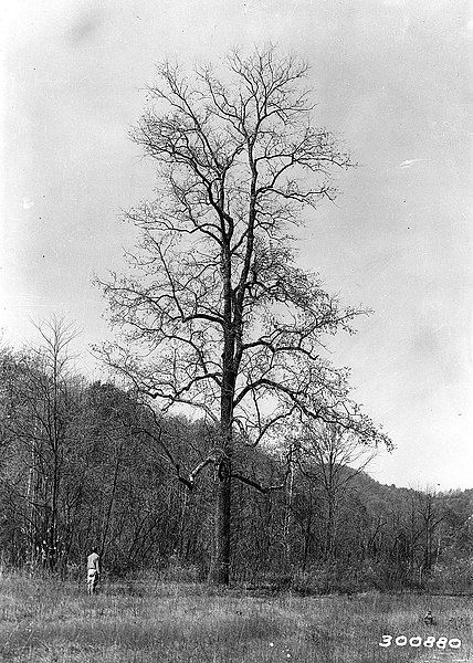 File:D. virginiana giant.jpg