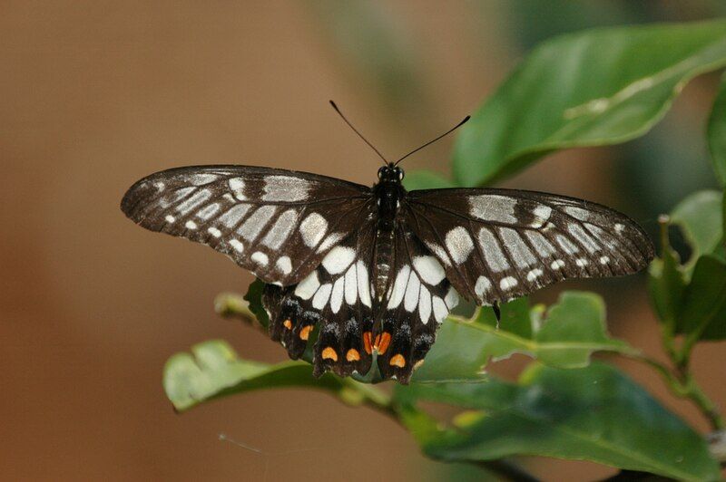 File:Dainty swallowtail kobble08.JPG