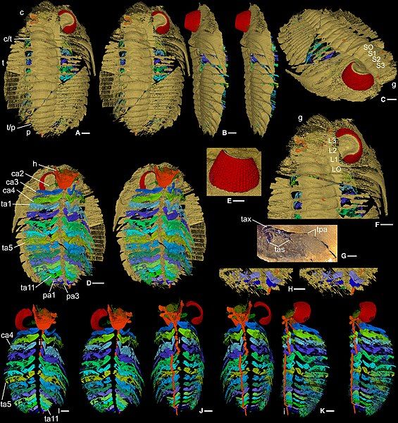 File:Dalmanites soft tissue.jpg