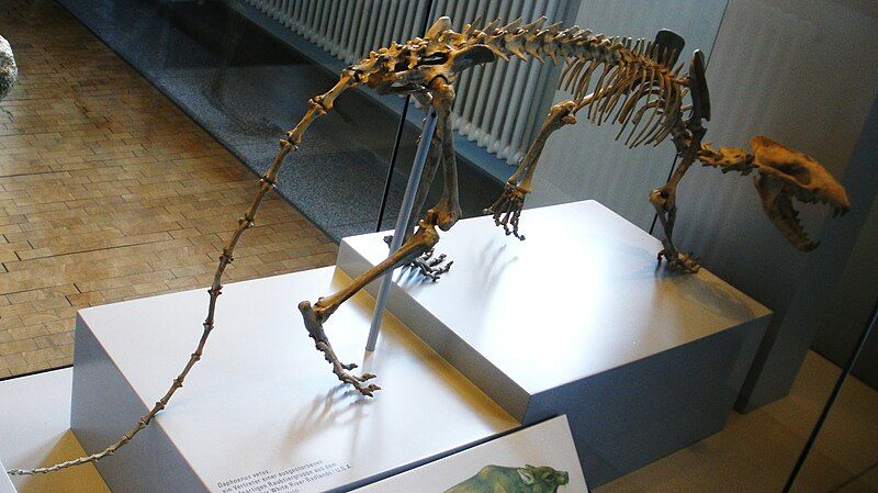 File:Daphoenus vetus.JPG