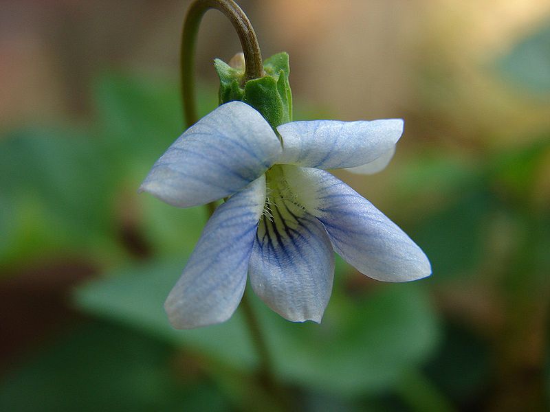 File:Dogviolet.jpg