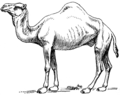 Original image, Camelus dromedarius