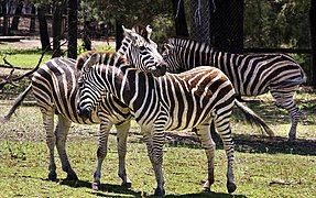 Plains zebra