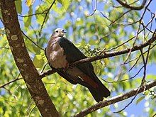 white pigeon with green wings sitting on branch