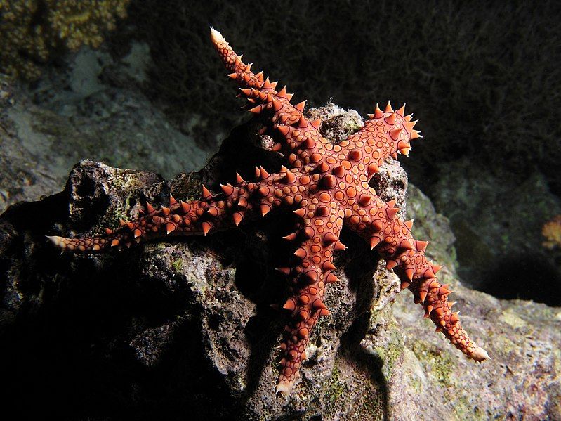 File:Egyptian sea star.JPG