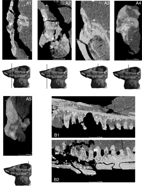 File:Elachistosuchus teeth.PNG