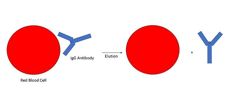 File:Elution principle.jpg