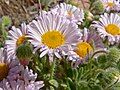 Erigeron concinnus