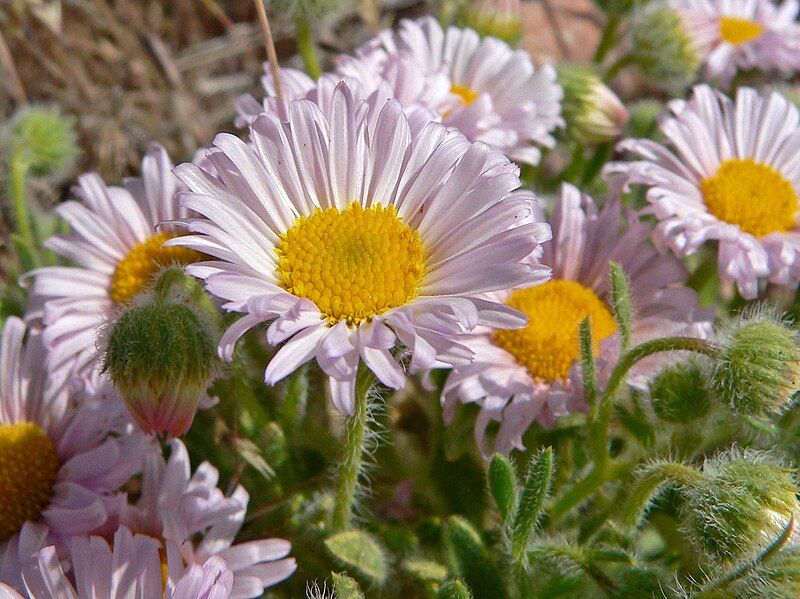 File:Erigeron concinnus 3.jpg