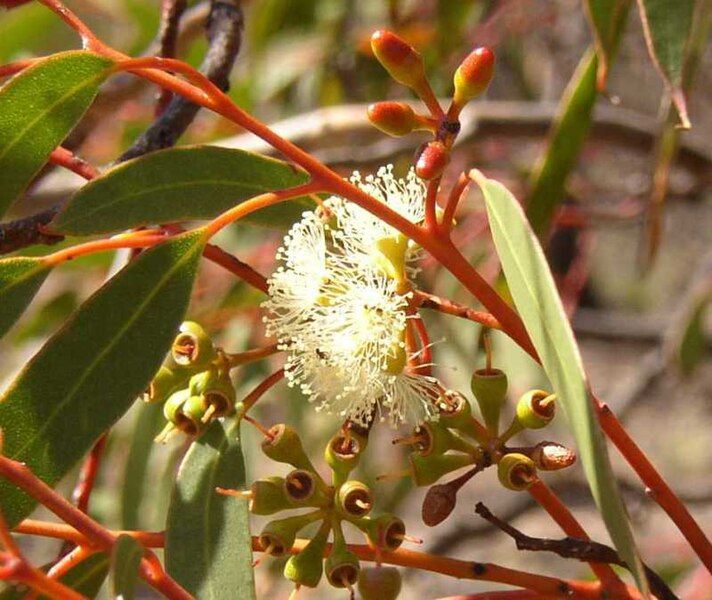 File:Eucalyptus-oleosa-buds.jpg