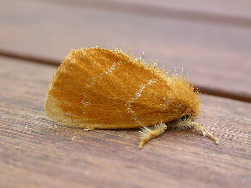 File:Euproctis lutea1.jpg