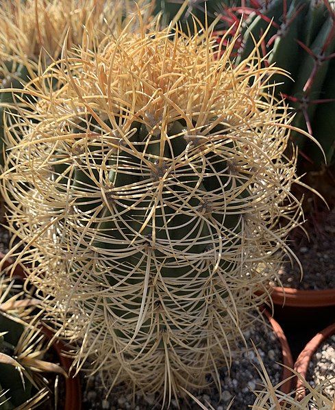 File:Ferocactus johnstonianus 17452.jpg