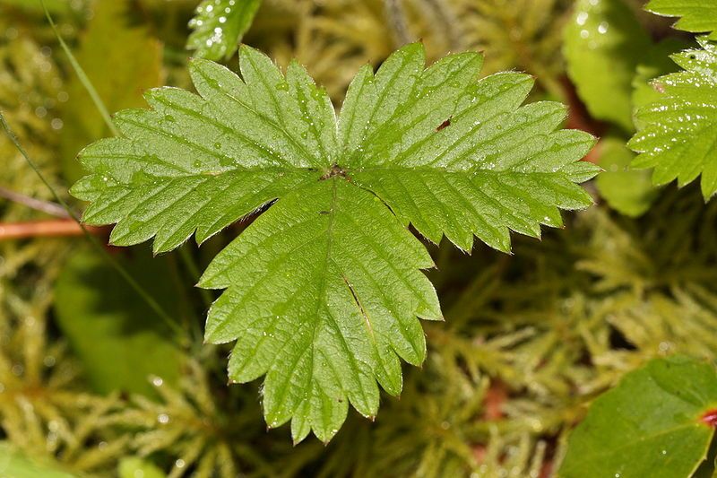 File:Fragaria vesca 5044.JPG