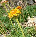 Haplopappus foliosus