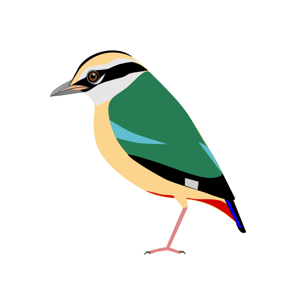 File:IndianPitta.svg