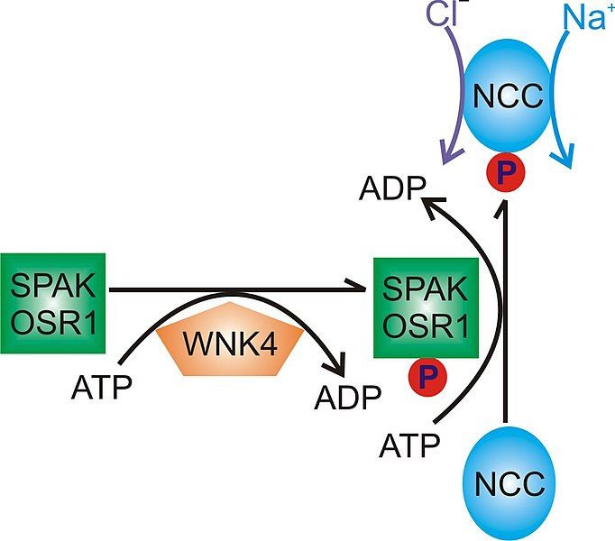 File:Kinase Wiki.jpg